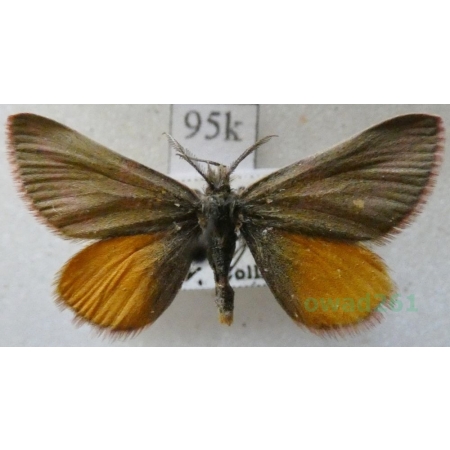 Lythria purpuraria (Linnaeus, 1758) Sudamek purpurek Slovakia95k